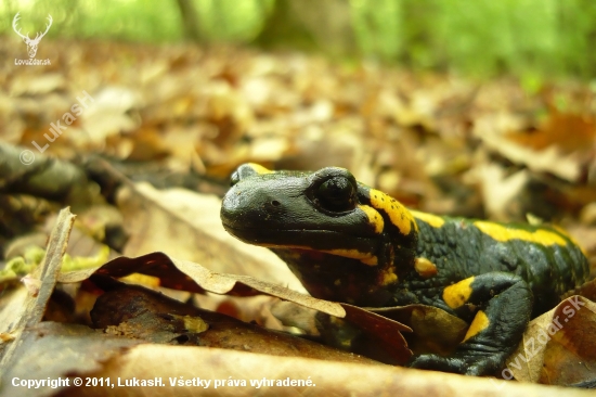 Salamandra škvrnitá