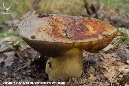 hríb vínovočervený  Boletus rhodopurpureus