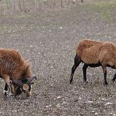 ovca kamerunska - domaca  (Ovis aries)