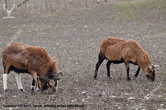 ovca kamerunska - domaca  (Ovis aries)