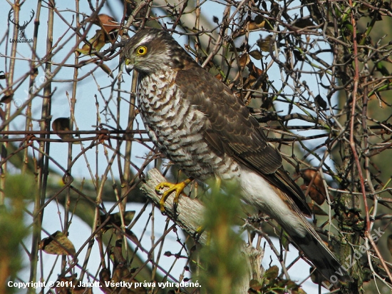 jastrab krahulec (Accipiter nisus )