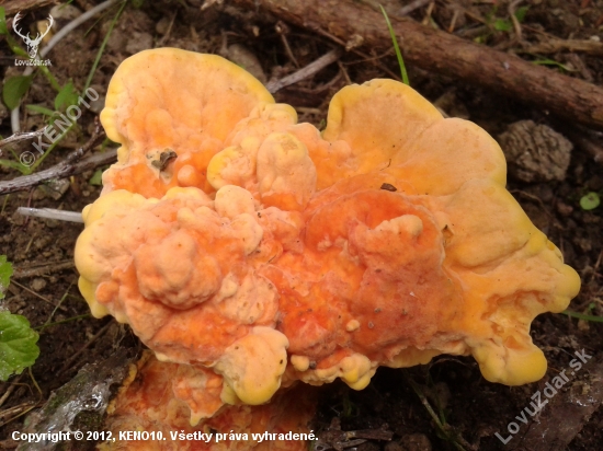 Laetiporus sulphureus