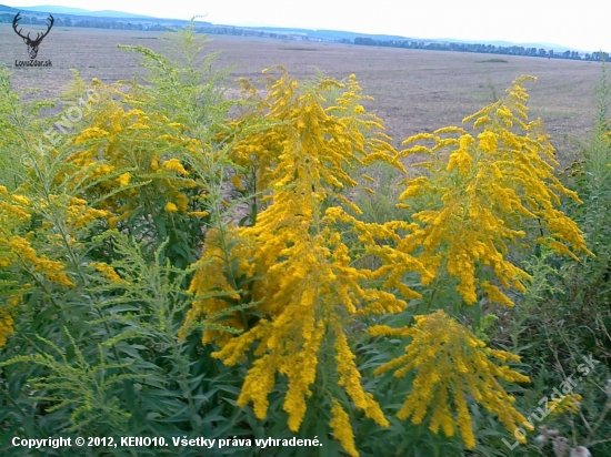 Zlatobyľ obrovská-Solidago gigantea