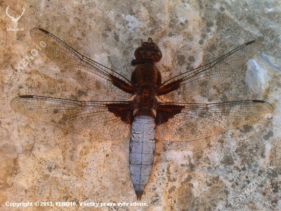 Libellula depressa