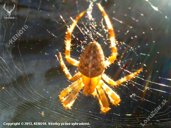 Araneus diadematus