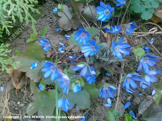 Pečeňovník trojlaločný-Hepatica nobilis