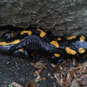 Salamandra