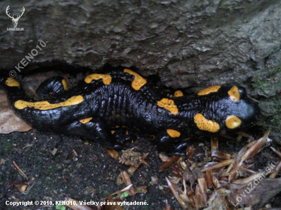 Salamandra