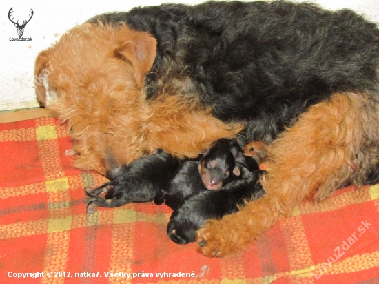 VRH B - Welsh terrier,