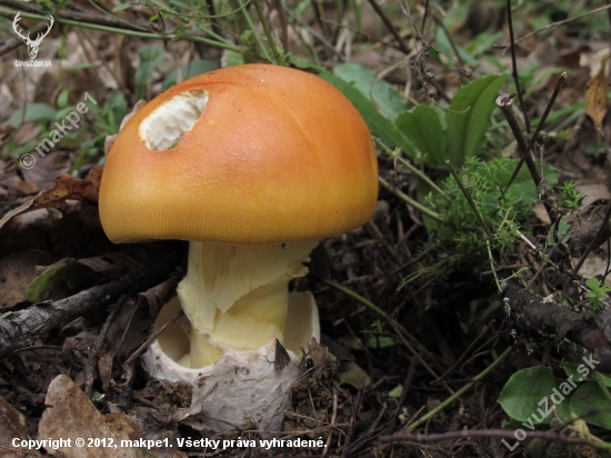 muchotrávka cisárska Amanita caesarea (Scop.ex fr.) Grev.