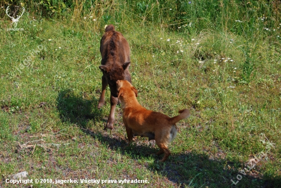 male zubrica v opatere:-)