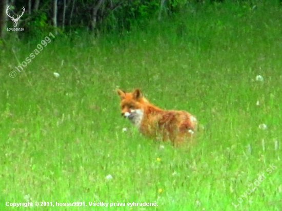 líška hrdzavá (vulpes vulpes)