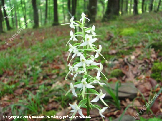 Vemenník Dvojlistý (platanthera bifolia)