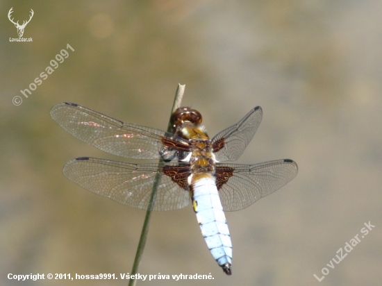 Vážka Ploská (Libellula Depressa)