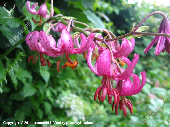 Ľalia Zlatohlavá (Lilium Martagon)