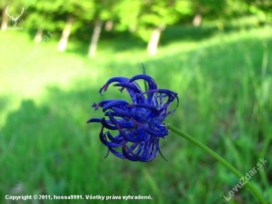 Zerva Hlavičkatá - (Phyteuma Orbiculare)