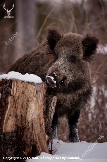 Sus scrofa / diviak lesný