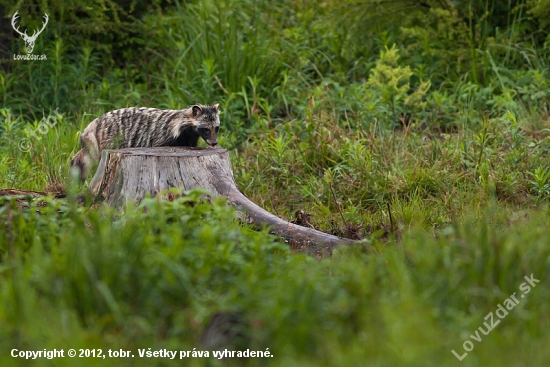 Psík medvedíkovitý (Nyctereutes procyonoides)