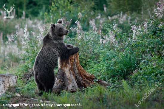 Medveď hnedý / Ursus arctos