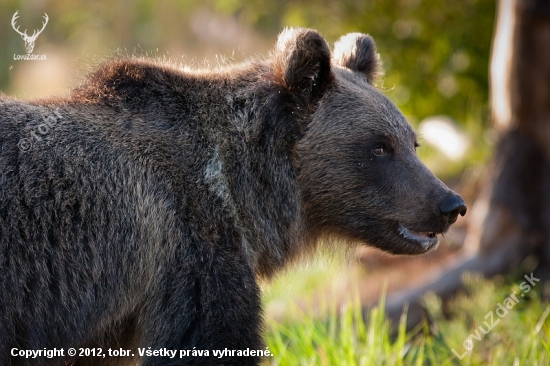 Ursus arctos