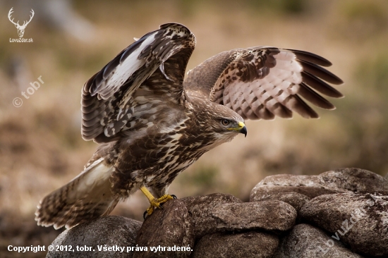 Myšiak lesný / Buteo buteo