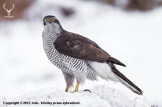 Jastrab lesný (Accipiter gentilis)