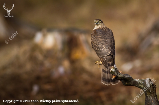 Accipiter nisus / jastrab krahulec