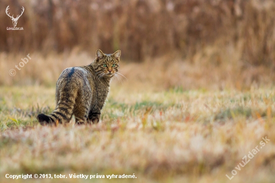 Felis silvestris - mačka divá