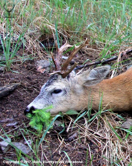 posledná foto raritného srnčeka