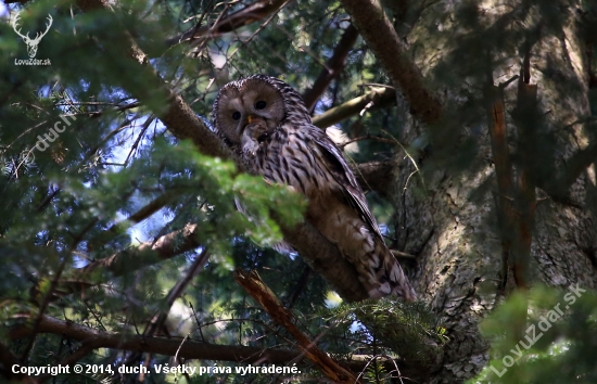 strix uralensis s úlovkom - som fotil :D