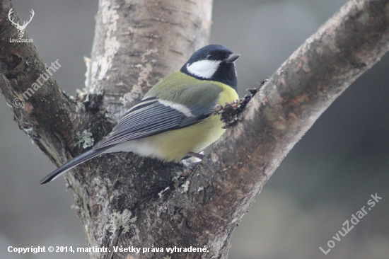 Parus Major