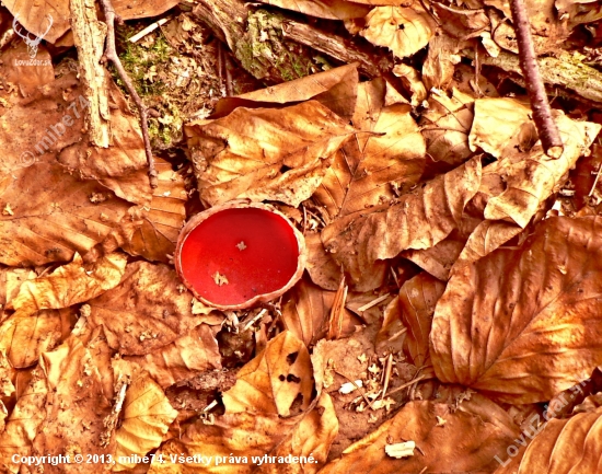 ohnivec šarlátový (Sarcoscypha coccinea)