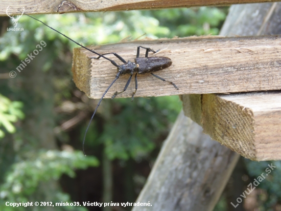 Vrzunik smrekový ( Monochamus sutor )