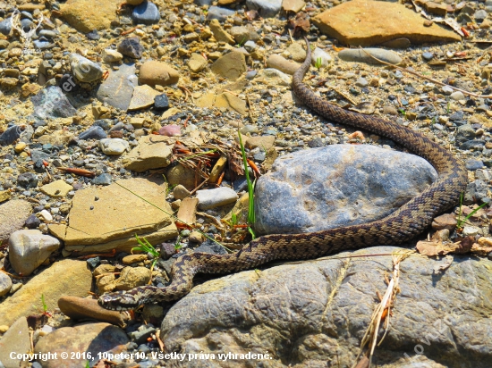 vipera berus...