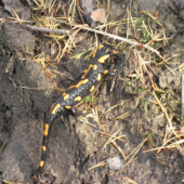 salamandra