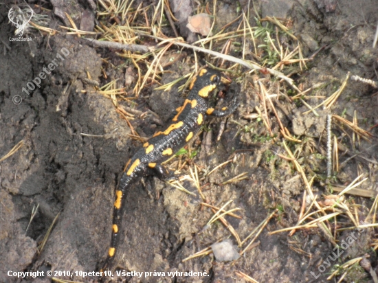 salamandra