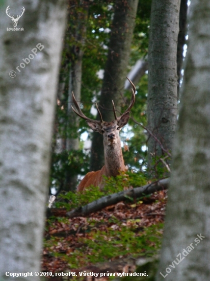 bočný jeleň