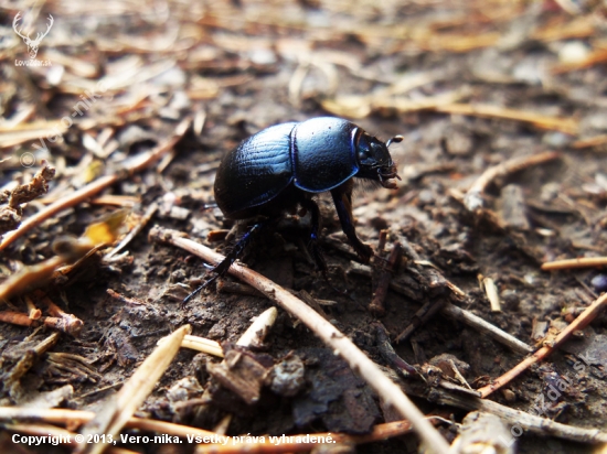 Lajniak hôrny (Anoplotrupes stercorosus)