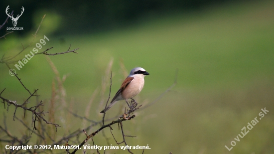 Strakoš červenochrbtý (Lanius collurio)