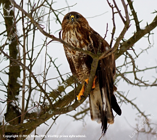 Myšiak lesný (Buteo buteo)