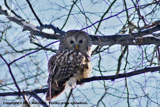 Sova dlhochvosta (Strix uralensis)