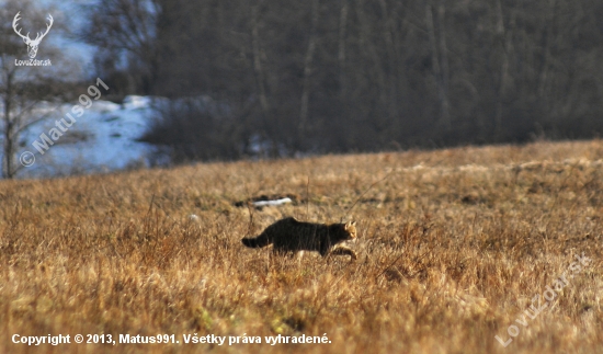 Mačka divá (Felis silvestris)