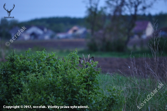 tady vlastofka....co je vorel