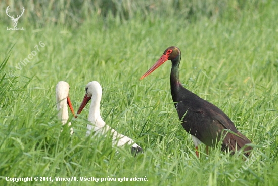 Bocian čierny (Ciconia nigra)