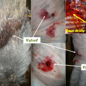 Lapua Naturalis 11,0 g .308 Win. vs Diviak