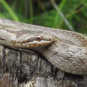 užovka hladká (coronella austriaca)