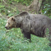 chodil a slintal