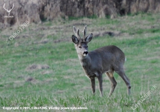 Srnec lesný (Capreolus capreolus)