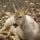 mám zubný kaz, alebo nemám