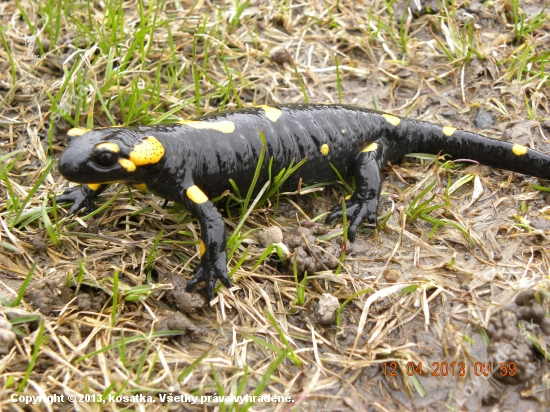 salamandra